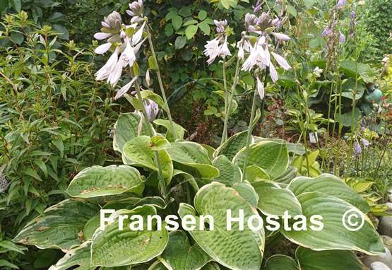 Hosta Christmas Tree